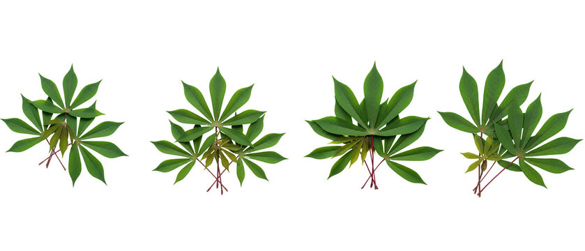 Four Cassava Plant Stems with Green Leaves and Roots.