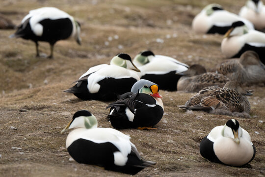 Eider &agrave; t&ecirc;te grise, Eider &agrave; duvet,