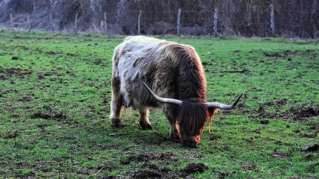 Schottisches Hochlandrind frisst alleine Gras auf Weide