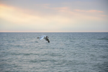 Lecąca mewa ptak lecący nad morzem wodą wśród fal.  © Marek