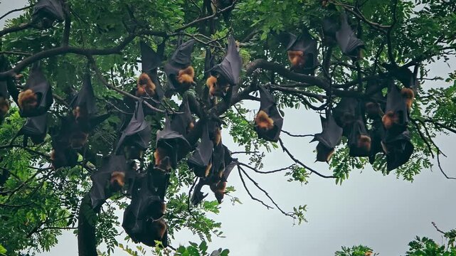 Group of bats hanging upside down in a tree.