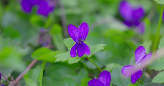 Wild violet flower (Viola sp.) blooming in forest, Northwest Croatia