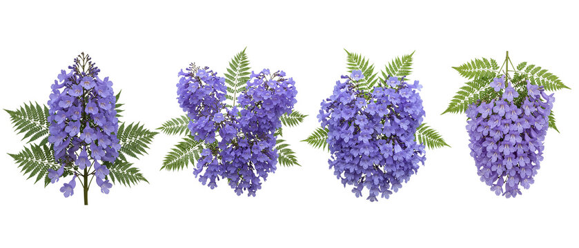 Four clusters of vibrant purple jacaranda flowers with green leaves.