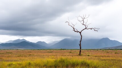 Fototapeta premium After the storm, the young trees were bent by the strong wind, facing the clear sky with a resilient and hopeful mood. ESG report.