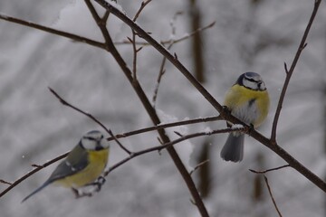 Two blue tits in winter. © Mia Menni