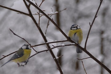 Two blue tits in winter. © Mia Menni