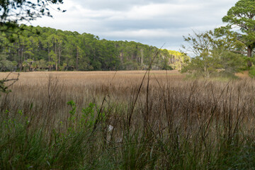Obraz premium Expansive natural landscape featuring golden brown marsh grass foreground and a dense green pine forest under a soft cloudy sky, evoking peaceful wilderness.