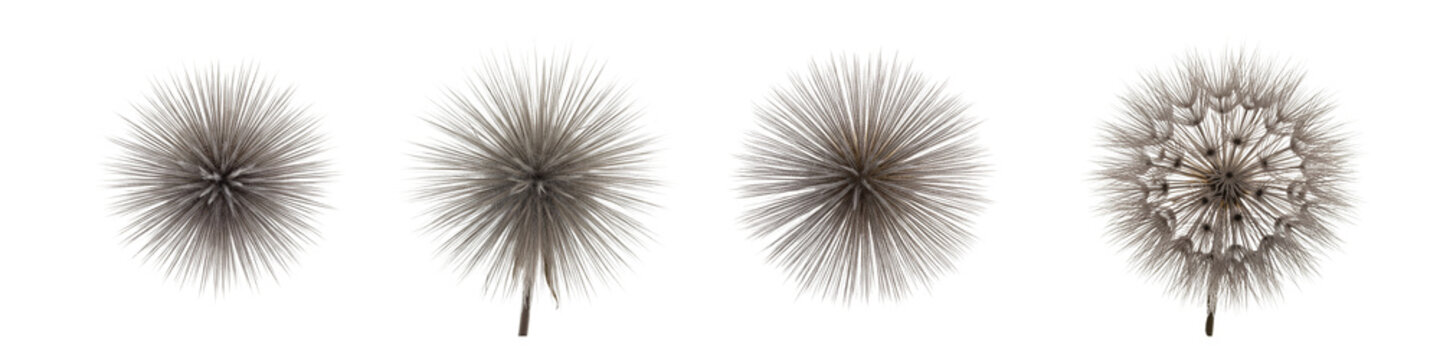 Four Dandelion Seed Heads Isolated on White Background 1.