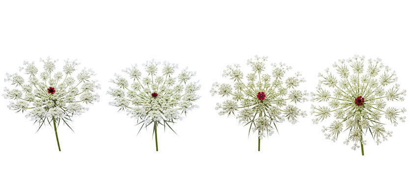 Four Dandelion Seed Heads Isolated on White Background.