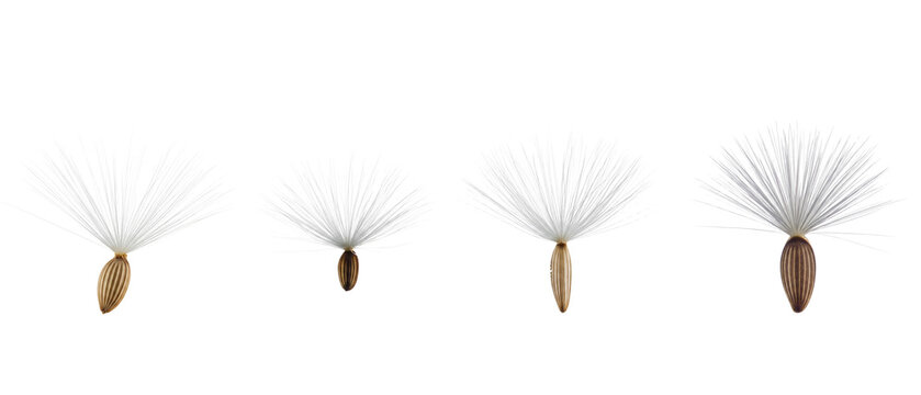 Four Dandelion Seeds with Parachutes Isolated on White Background.