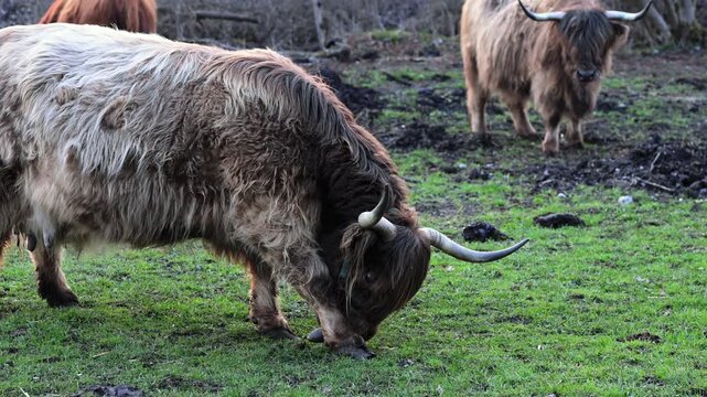 Hochlandrind beugt sich nach unten und leckt eigenen Fu&szlig; auf Weide