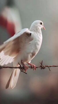 White dove perched on a barbed wire fence symbolizing peace and conflict contrast, White dove perched on a barbed wire fence representing hope resilience and fragile freedom