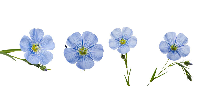 Four delicate blue flax flowers with green centers on white background.