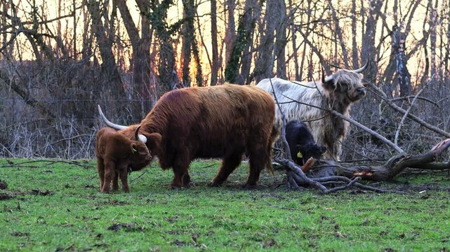 Mutterrind leckt kalb w&auml;hrend Hochlandrinder sich am Baumstamm kratzen