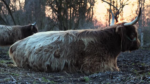 Ruhendes schottisches Hochlandrind im Sonnenuntergang auf der Weide