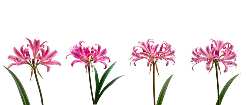 Four Delicate Pink Spider Lilies in Full Bloom Against a White Background.