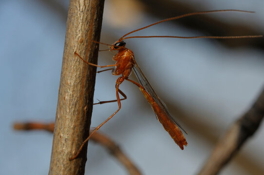 Ichneumon Wasp Ophion Luteus on a Tree Branch Macro Photography