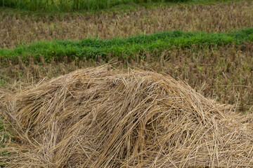 Naklejka premium A large pile of dried rice straw left in a harvested paddy field. Agricultural landscape concept showing organic farm waste.