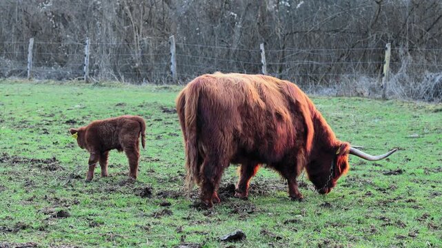 Schottisches Hochlandrind mit Kalb beim Grasen auf der Weide im Abendlicht