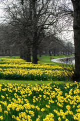 Obraz premium Beautiful Daffodils growing in early spring 2026 near the river Trent in Nottingham, UK.