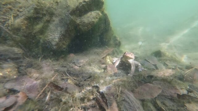 Toad, common toad, Bufo bufo,  unterwater, amphibian, swim, swimming,  Sant 'Agostino lake, lake, Quarona, Piemonte, Italy,