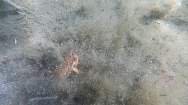 Toad, common toad, Bufo bufo,  unterwater, amphibian, swim, swimming,  Sant 'Agostino lake, lake, Quarona, Piemonte, Italy,