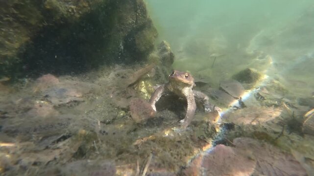 Toad, common toad, Bufo bufo,  unterwater, amphibian, swim, swimming,  Sant 'Agostino lake, lake, Quarona, Piemonte, Italy,