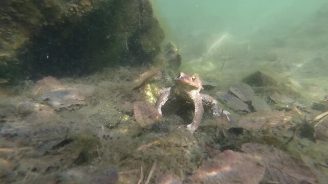 Toad, common toad, Bufo bufo,  unterwater, amphibian, swim, swimming,  Sant 'Agostino lake, lake, Quarona, Piemonte, Italy,