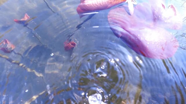 Yellow Water Snowflake, Nymphoides peltata,from the bottom of the lake to the surface,  underwater leaves, acquatic plant, underwater, underwater view,  Varallo Sesia,  Sant'Agostino Lake, Piemonte, I