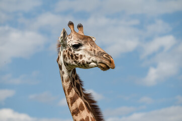 Close-up portrait of a Masai giraffe (Giraffa camelopardalis tippelskirchi) showing its head, neck, ossicones, and spotted coat against a blue cloudy sky in Masai Mara, Kenya. © Dmatneck