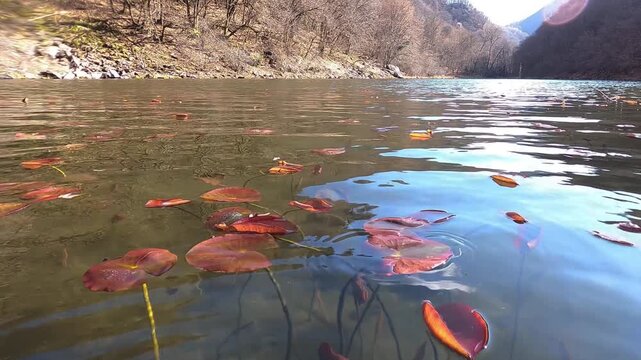 Yellow Water Snowflake, Nymphoides peltata, underwater leaves, acquatic plant, underwater, underwater view,  Varallo Sesia,  Sant'Agostino Lake, Piemonte, Italy