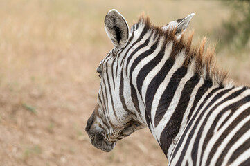 Naklejka premium Close-up of a plains zebra (Equus quagga) showing stripe patterns and mane in Masai Mara, Kenya.