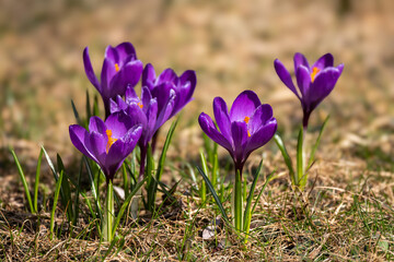 Krokusy © Janusz Lipiński