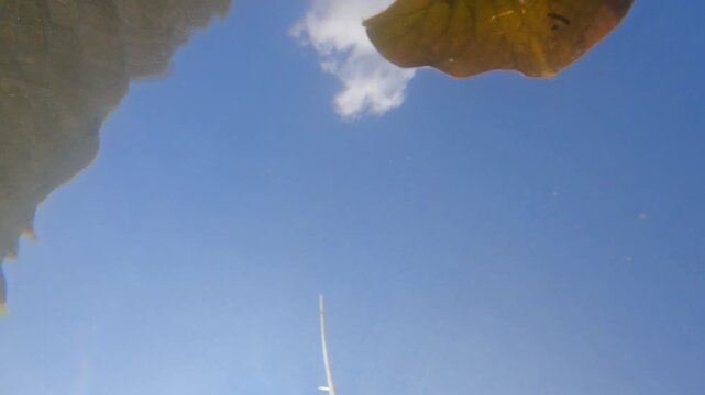 Yellow Water Snowflake, Nymphoides peltata,from the bottom of the lake to the surface,  underwater leaves, acquatic plant, underwater, underwater view,  Varallo Sesia,  Sant'Agostino Lake, Piemonte, I