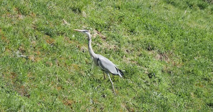 A magnificent grey heron (Ardea cinerea) hunting, motionless with its neck outstretched, then swiftly seizing terrestrial insects in a verdant meadow.
