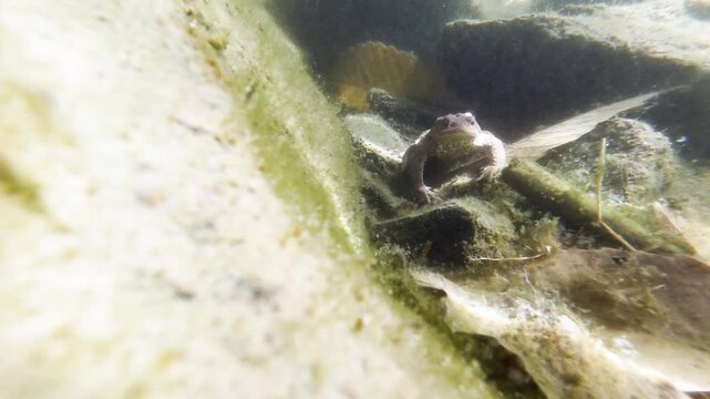 Toad, common toad, Bufo bufo,  unterwater, amphibian, swim, swimming,  Sant 'Agostino lake, lake, Quarona, Piemonte, Italy,