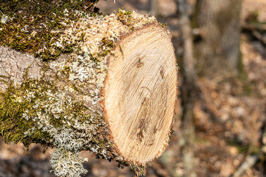 Forestry workers cut fallen trees into smaller pieces after storm damage in the forest. Chainsaws are used to clear broken trunks, showing restoration work, safety efforts, and woodland management aft