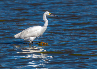 Obraz premium Snowy Egret walking on water at the Delores Fenwick Nature Center in Pearland, Texas