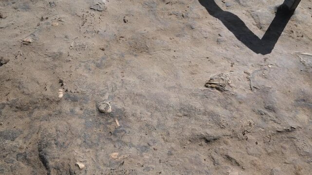 beach with remains of cape fur seal bones, Cape Cross,  sea animal, animal, sea life, animal wildlife, nature , cape fur seal, colony,  fur seal, beach, Arctocephalus pusillus, cape cross, seal, Swako