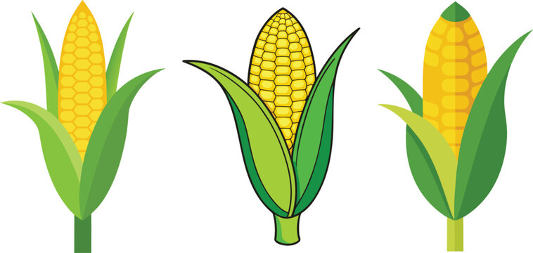 Isolated vector illustration of a fresh yellow ear of corn on the cob with green husk leaves, representing a ripe organic maize crop and healthy harvest vegetable