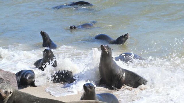  group of Cape Fur Seal at Cape Cross,  sea animal, animal, sea life, animal wildlife, nature , cape fur seal, colony,  fur seal, beach, Arctocephalus pusillus, cape cross, seal, Swakopmund, Namibia