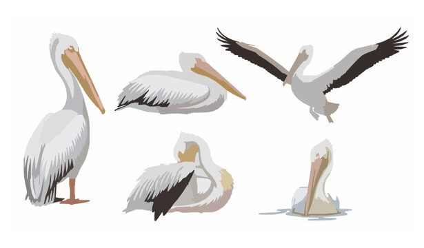 Pelican vector set decorative seabird collection isolated on white background