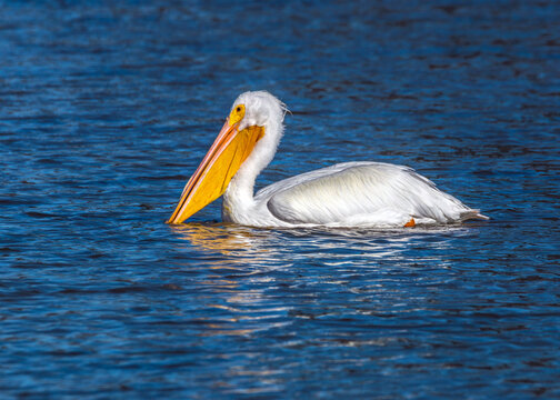 American White Pelican at the Delores Fenwick Nature Center in Pearland, Texas