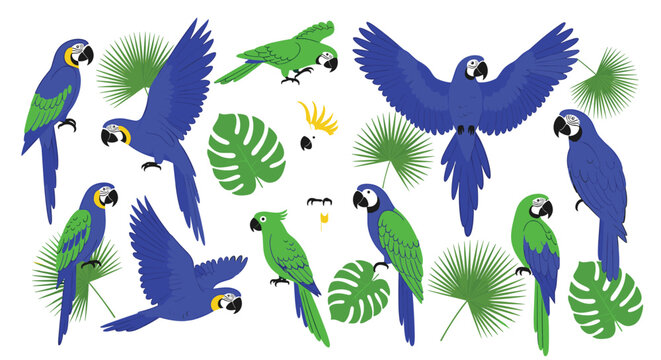 Colorful macaw parrots set with tropical leaves vector illustration exotic birds collection isolated