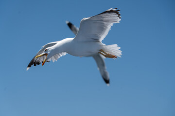 azwy ptaków: bocian biały, pustułka, czajka, dudek, sowa, orzeł, gołąb, paw, skowronek, wróbel. Biologia i anatomia: skrzydła, pióra, dziób, gniazdo, jaja, upierzenie, szpony. mewa © olo