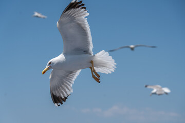 azwy ptaków: bocian biały, pustułka, czajka, dudek, sowa, orzeł, gołąb, paw, skowronek, wróbel. Biologia i anatomia: skrzydła, pióra, dziób, gniazdo, jaja, upierzenie, szpony. mewa © olo