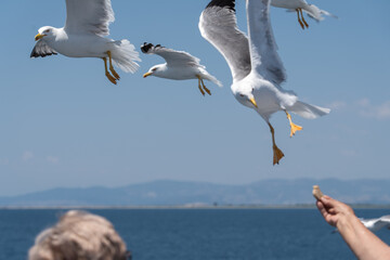 azwy ptaków: bocian biały, pustułka, czajka, dudek, sowa, orzeł, gołąb, paw, skowronek, wróbel. Biologia i anatomia: skrzydła, pióra, dziób, gniazdo, jaja, upierzenie, szpony. mewa © olo