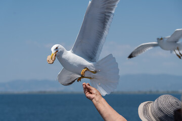 azwy ptaków: bocian biały, pustułka, czajka, dudek, sowa, orzeł, gołąb, paw, skowronek, wróbel. Biologia i anatomia: skrzydła, pióra, dziób, gniazdo, jaja, upierzenie, szpony. mewa © olo