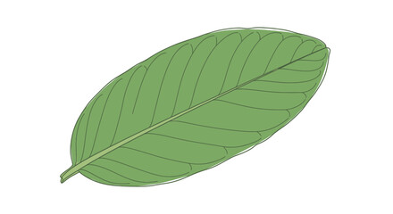 Obraz premium Green leaf with visible veins.