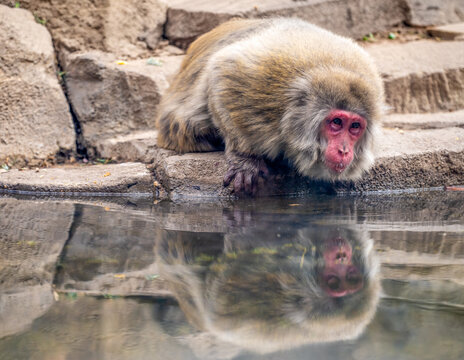 Japanese macaques snow monkey hovering over a pool of water to drink.